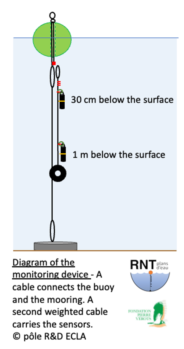 Diagram of the monitoring device - A cable connects the buoy and the mooring. A second weighted cable carries the sensors. © pôle R&D ECLA